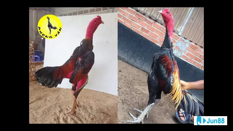 Yếu tố ảnh hưởng đến chất lượng gà