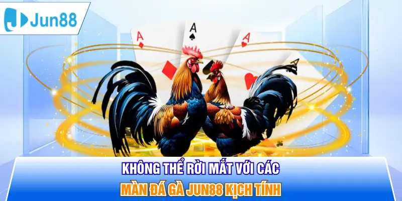 Không thể rời mắt với các màn đá gà Jun88 kịch tính